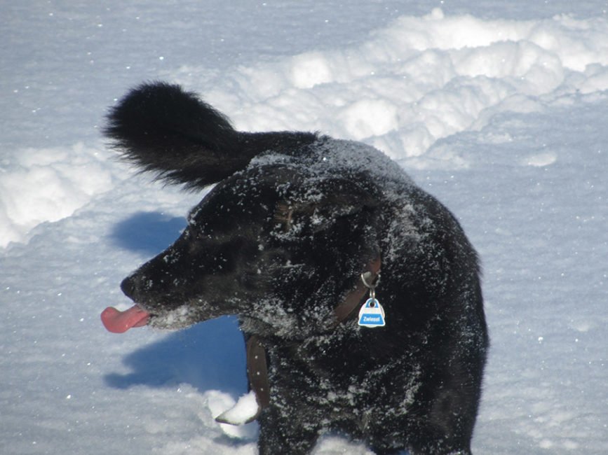 Weihnachten 2022 Urlaub Mit Hund Urlaub mit Hund im Winter in Zwiesel Pension Sonnleitn Zwiesel