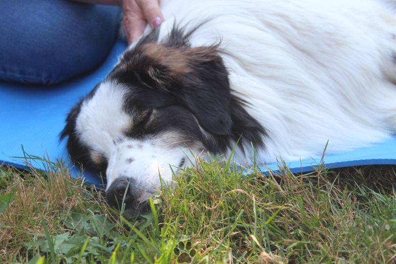 Massage für den Hund - Entspannung pur - Pension Sonnleitn Zwiesel