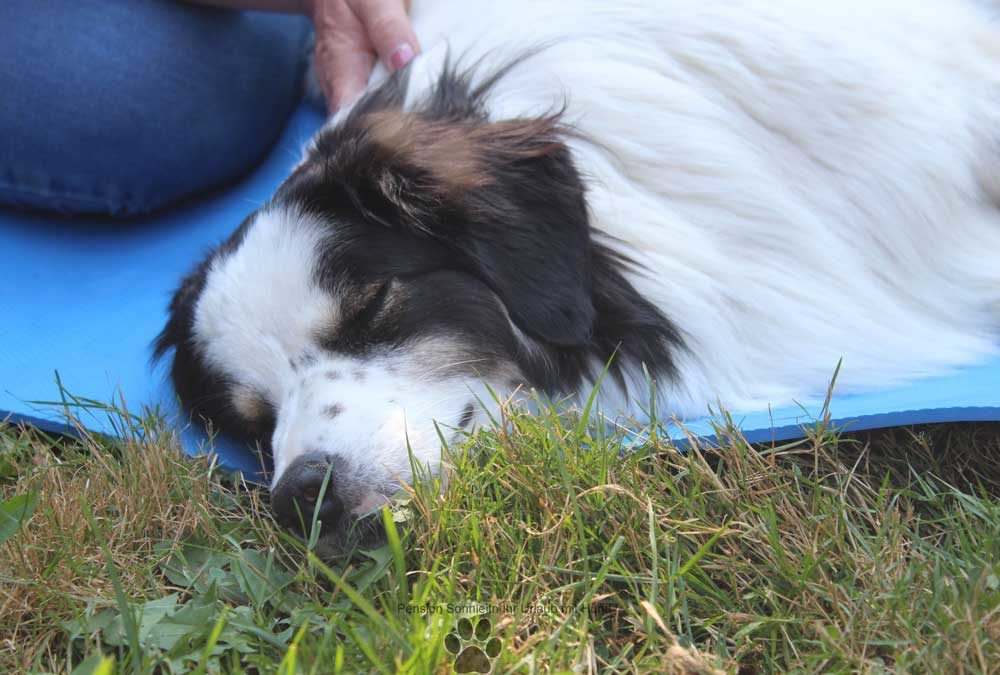 Massage für den Hund Entspannung pur Pension Sonnleitn Zwiesel