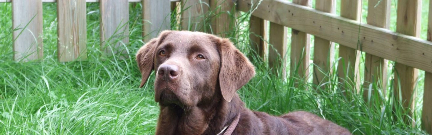Arrangements für Singles mit Hund Pension Sonnleitn Zwiesel