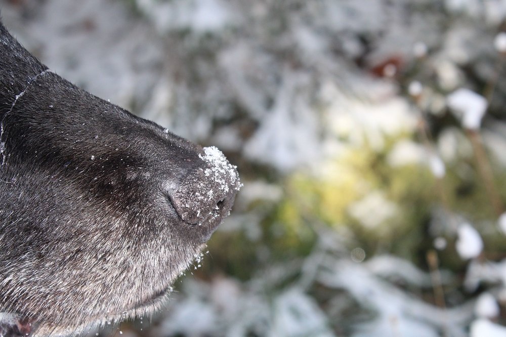 Schnuppertage mit Hund im Bayerischen Wald Pension Sonnleitn Zwiesel