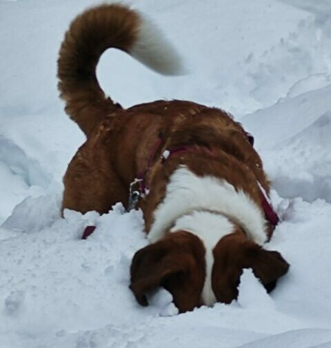 Silvester mit Hund im Bayerischem Wald